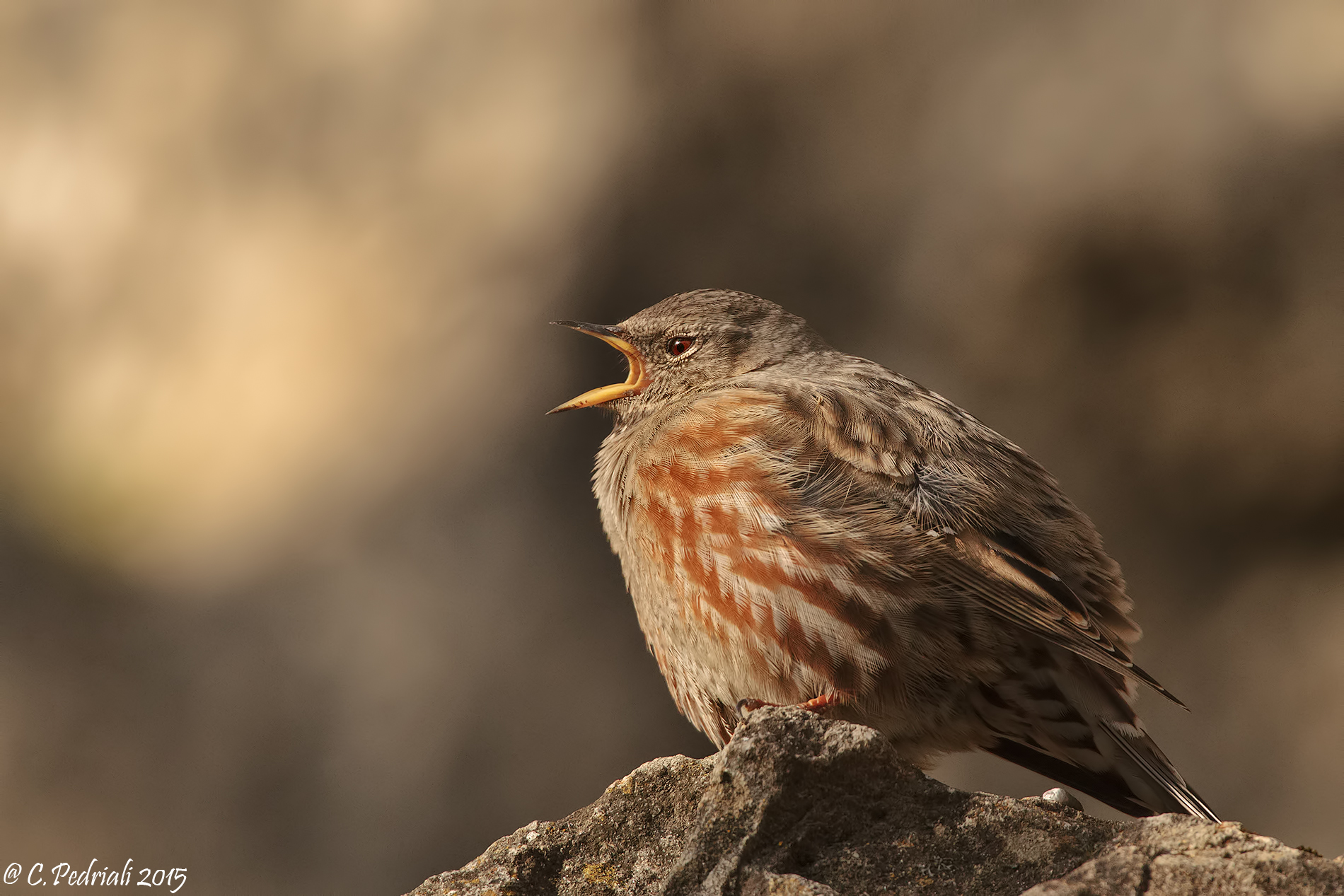 Lo sbadiglio del sordone...