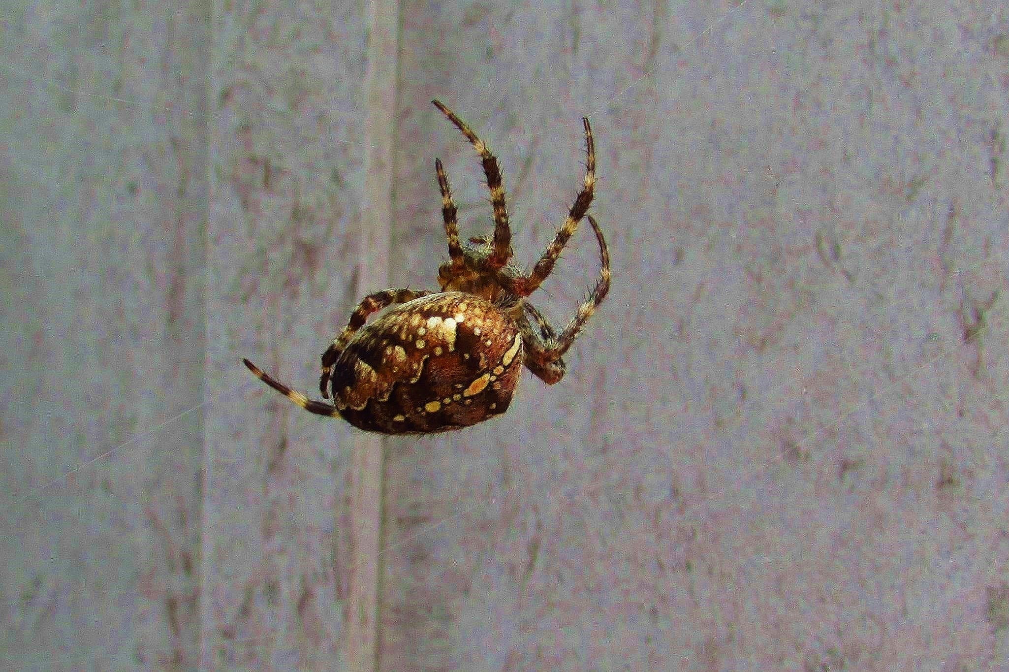 Araneus diadematus