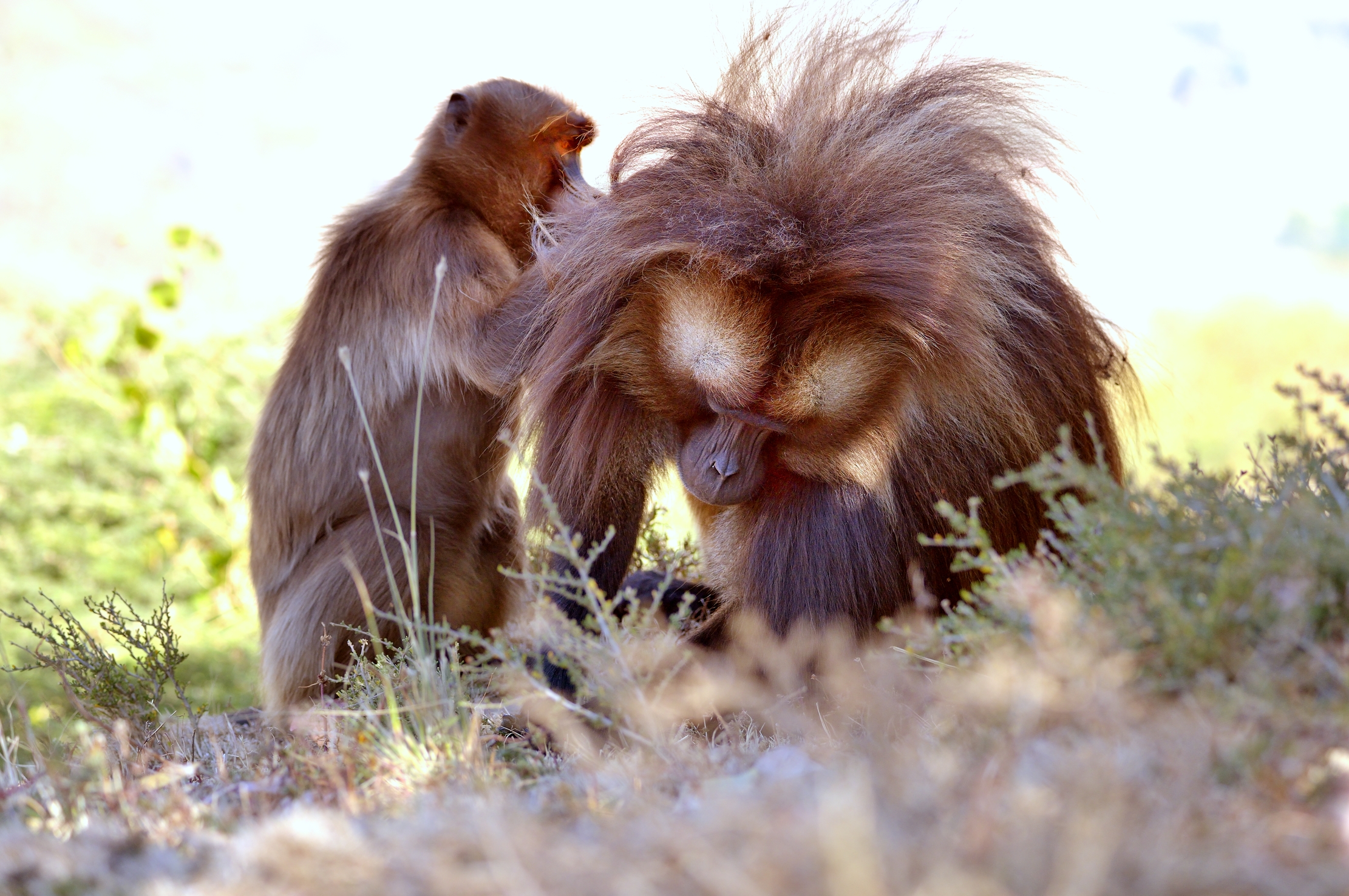 Etiopia 2015 - Gelada baboons