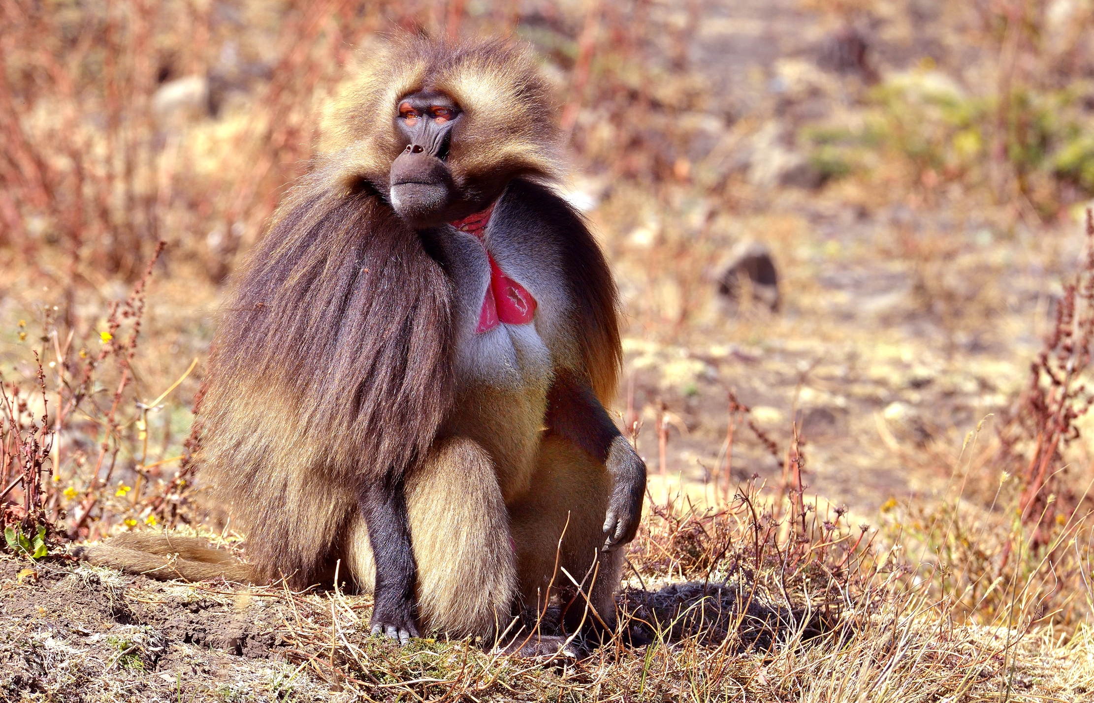 Etiopia 2015 - Gelada baboon