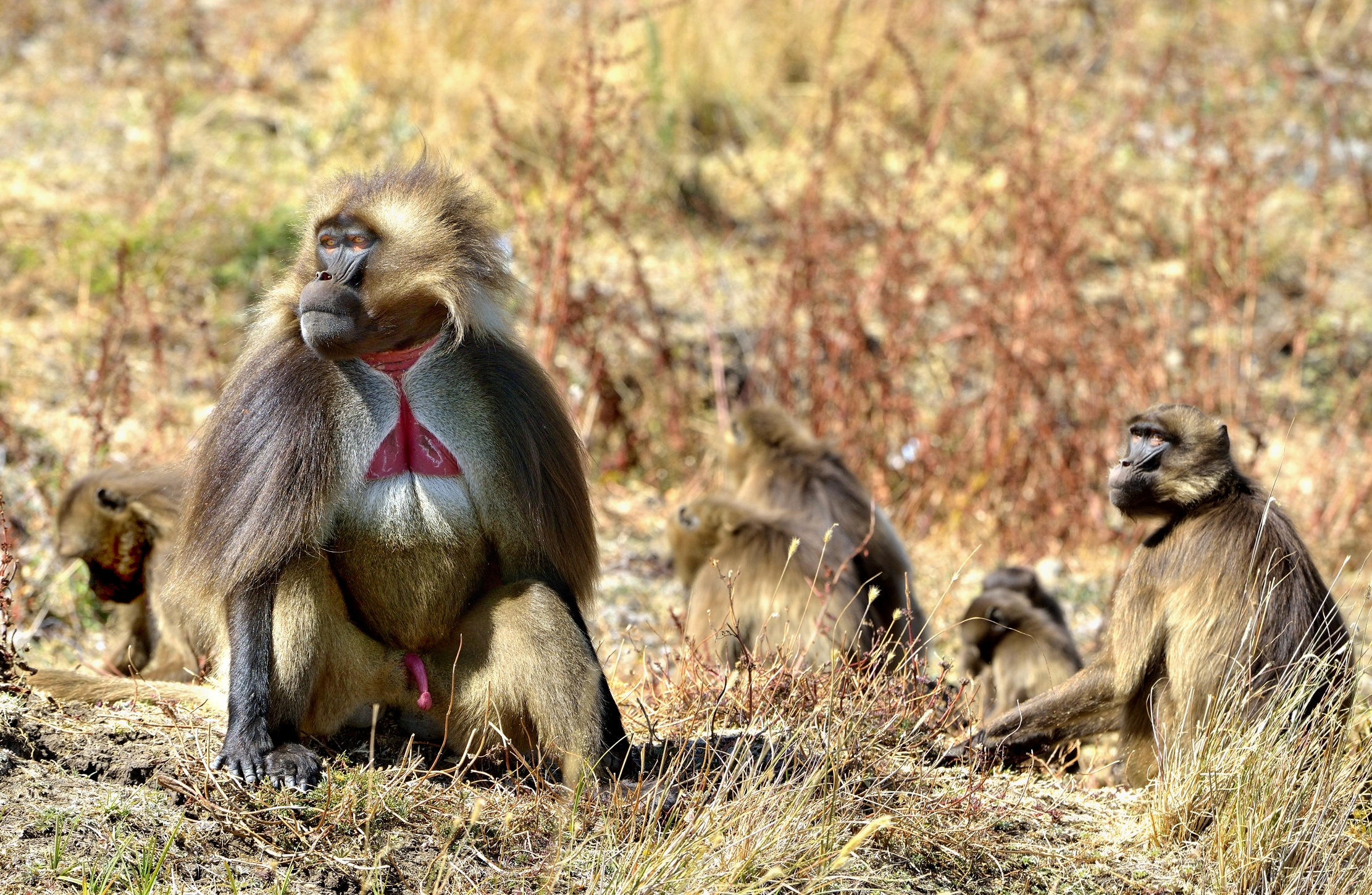 Etiopia 2015 - Gelada baboon