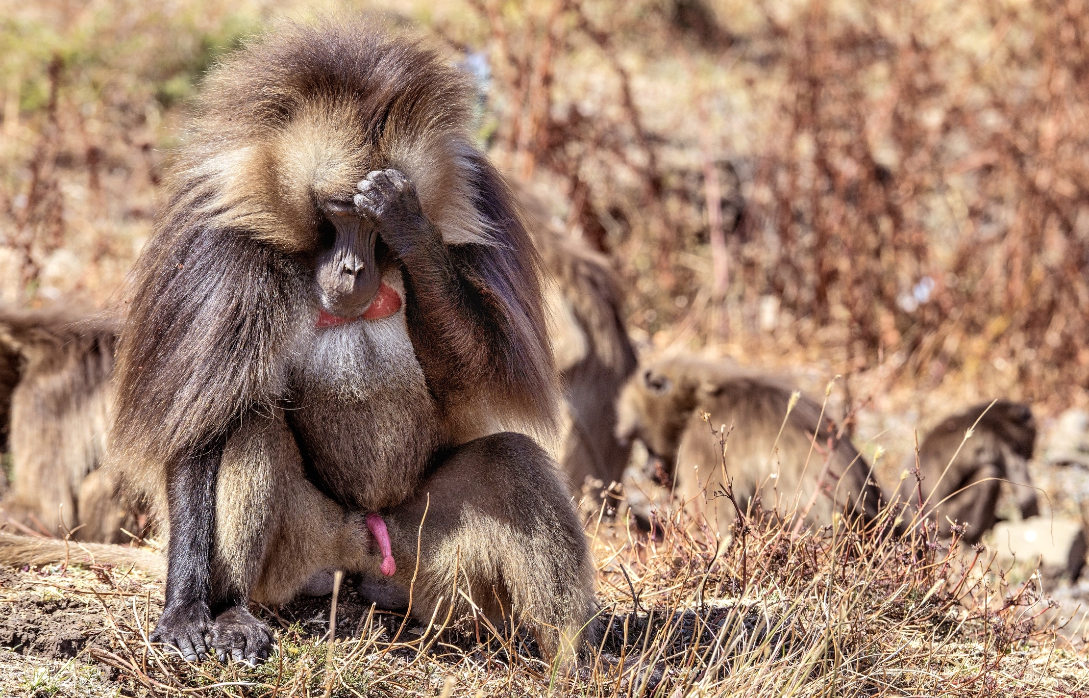 Etiopia 2015 - Gelada baboon