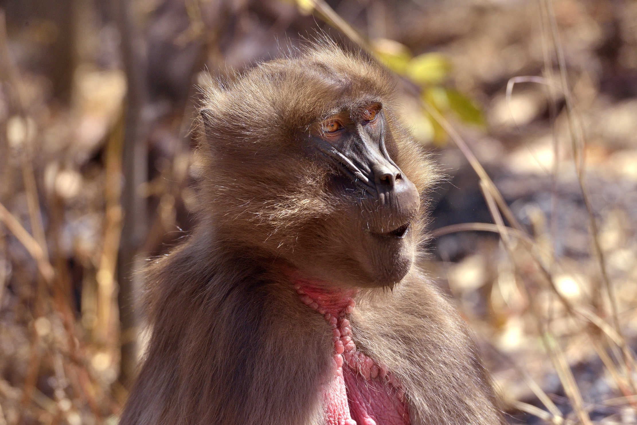 Etiopia 2015 - Gelada baboon