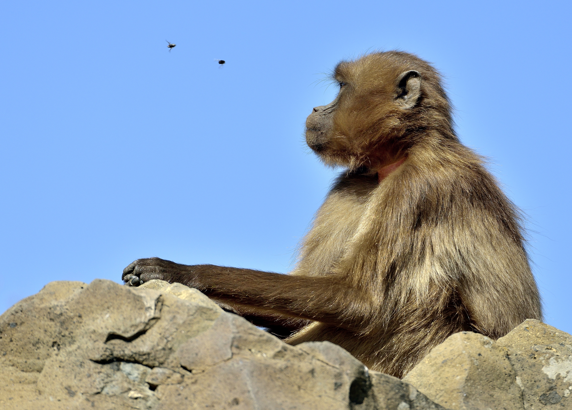 Etiopia 2015 - Gelada baboon e gli insetti volanti