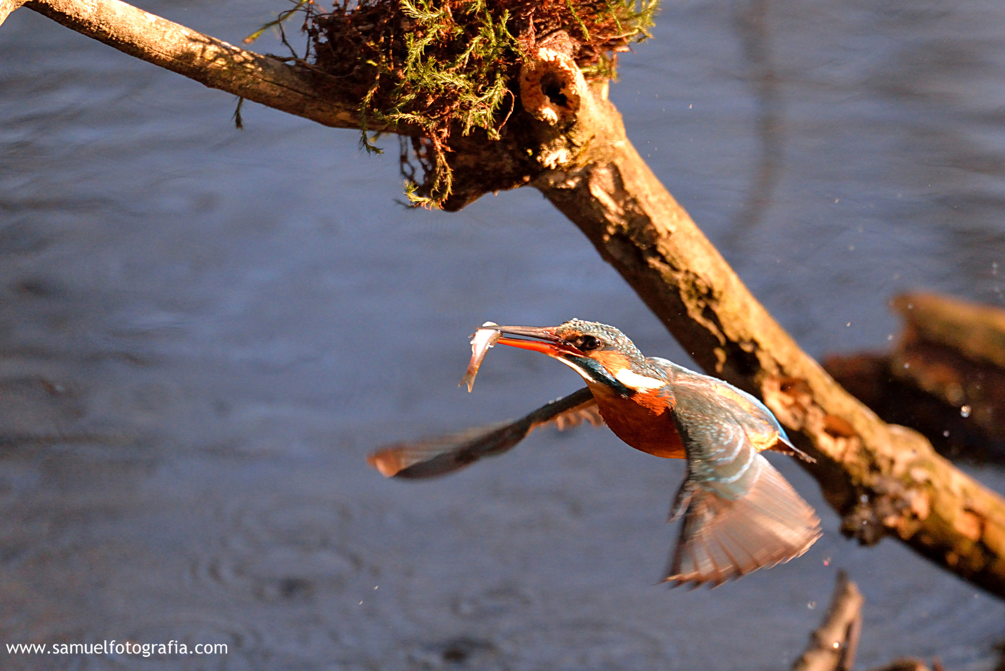 In volo con il pesce