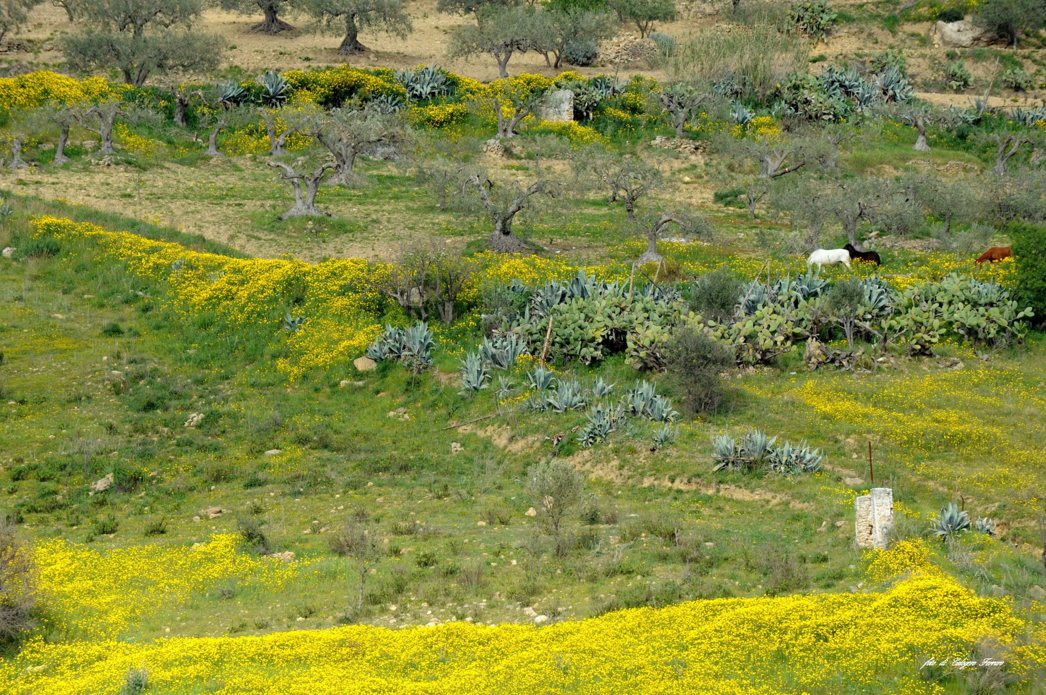 La collina di Santa Veronica