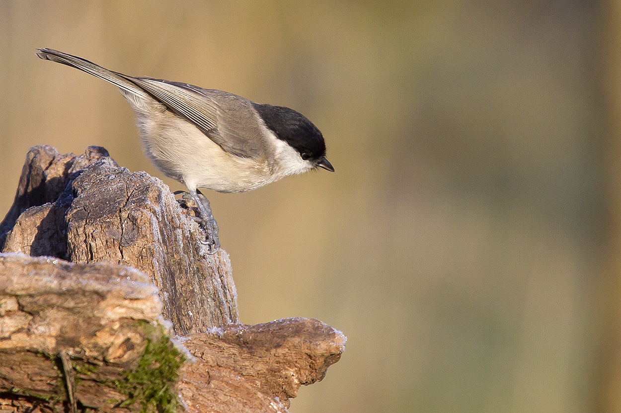 Chickadee