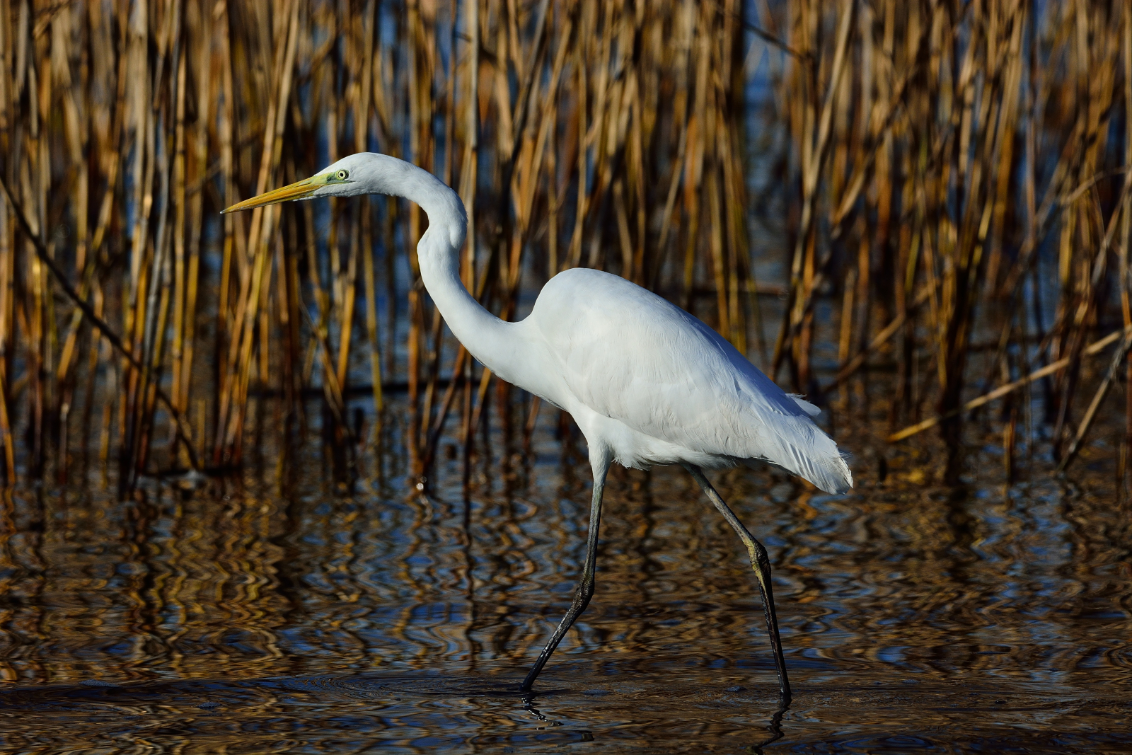 Airone bianco maggiore nel canneto.