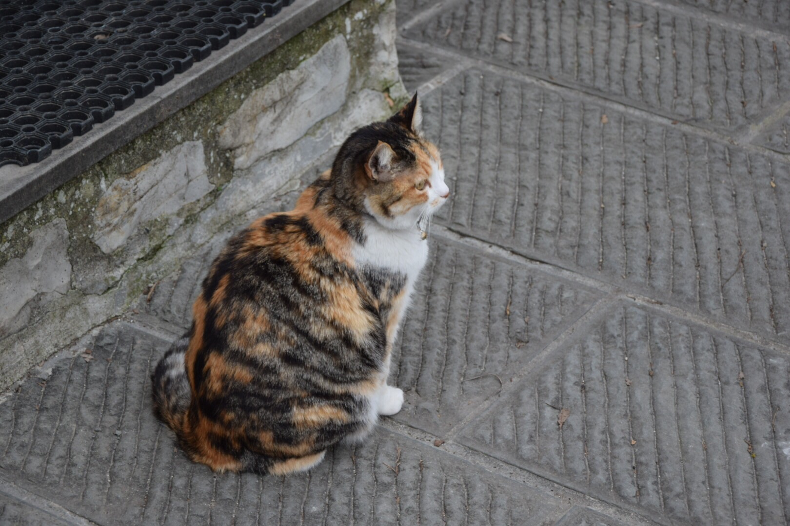 Gatta Calenzano high