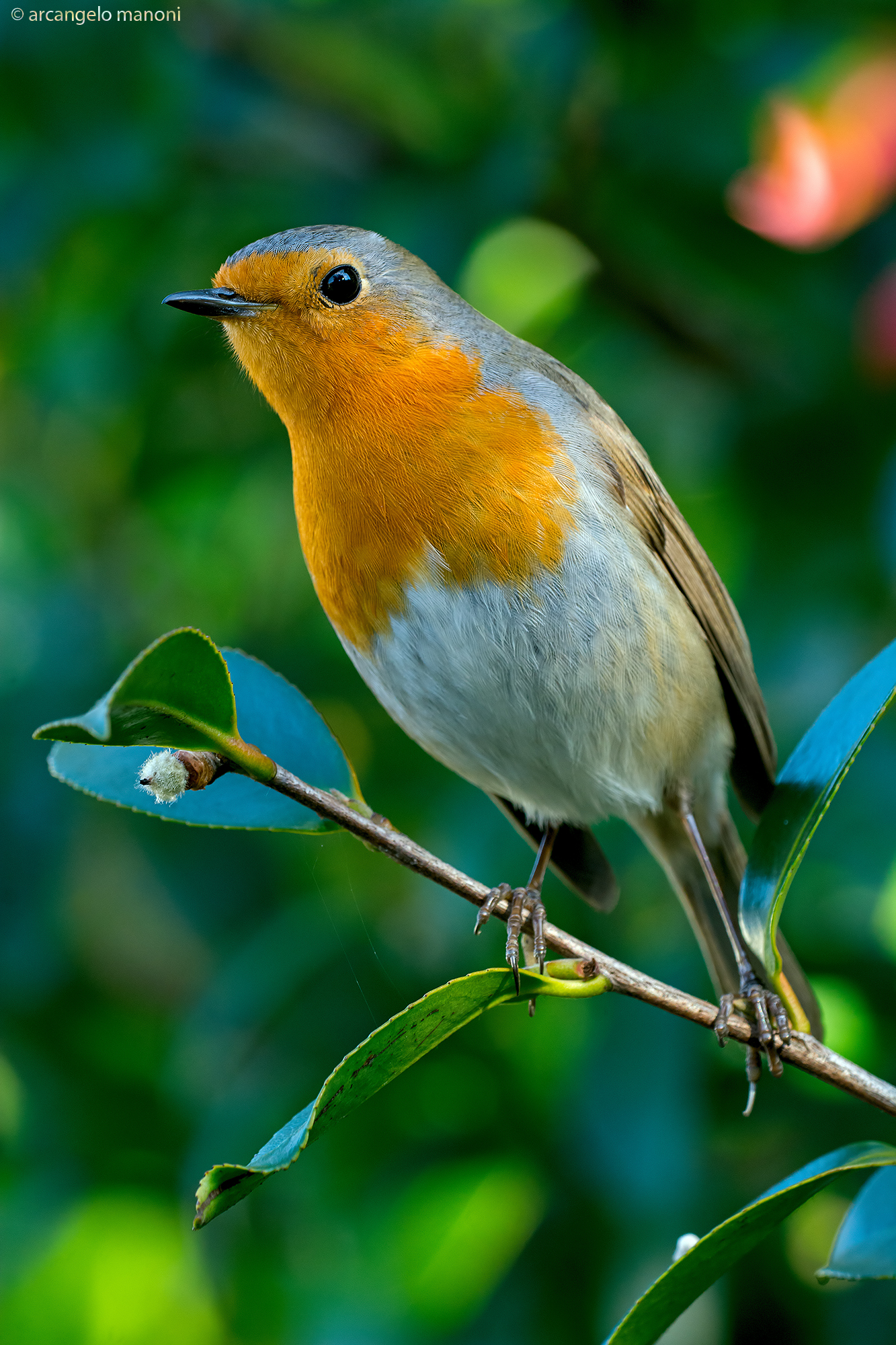 Robin curious
