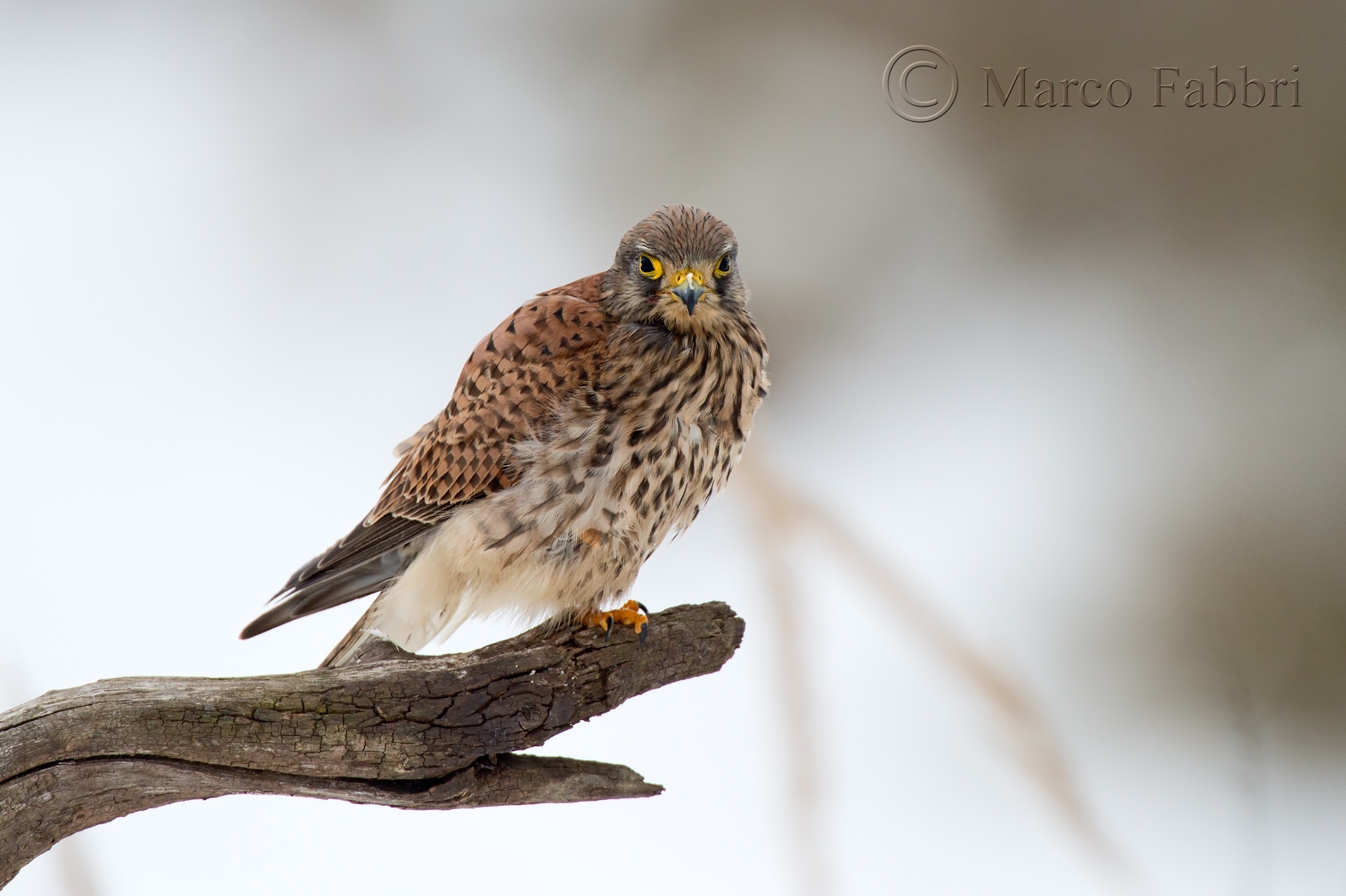 Kestrel