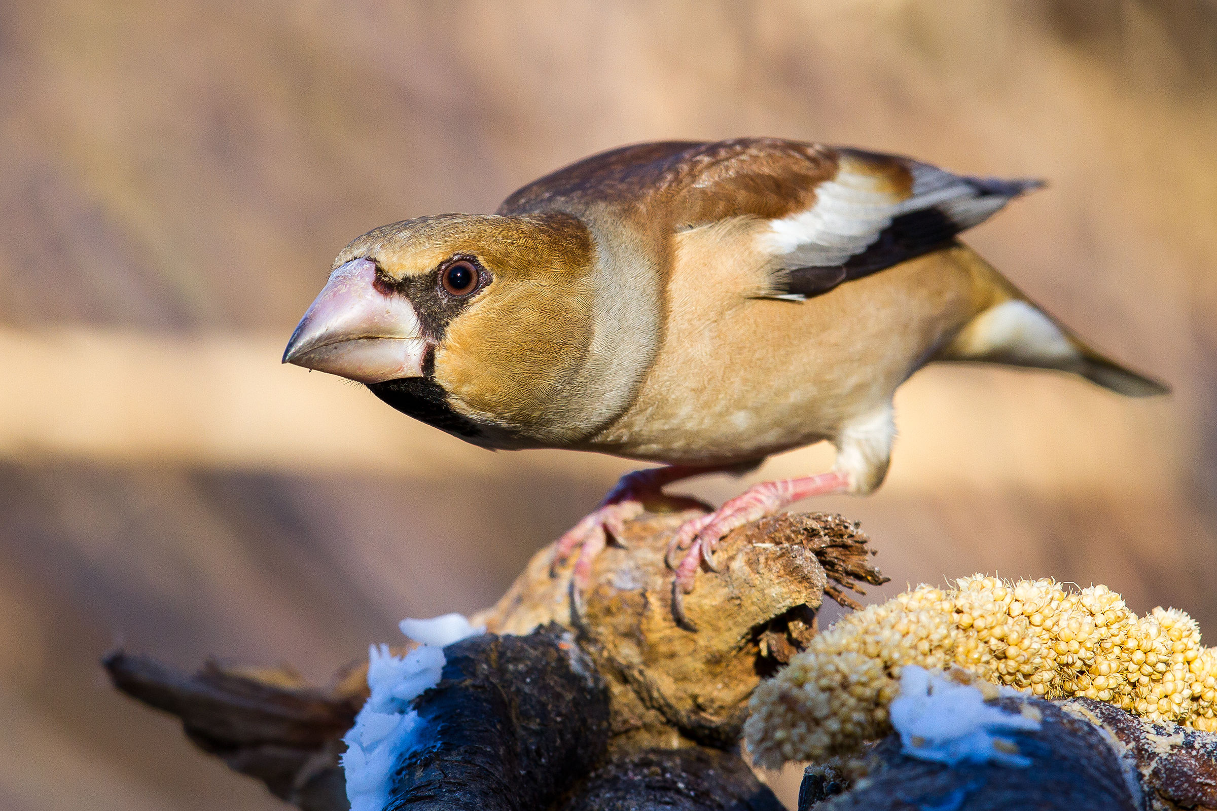 Hawfinch pissed