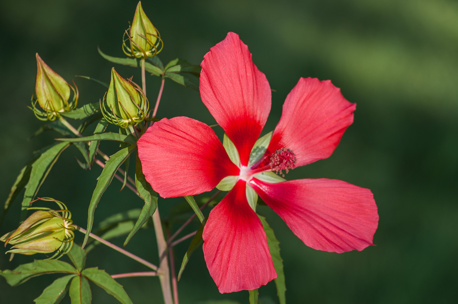 hibiscus coccineus