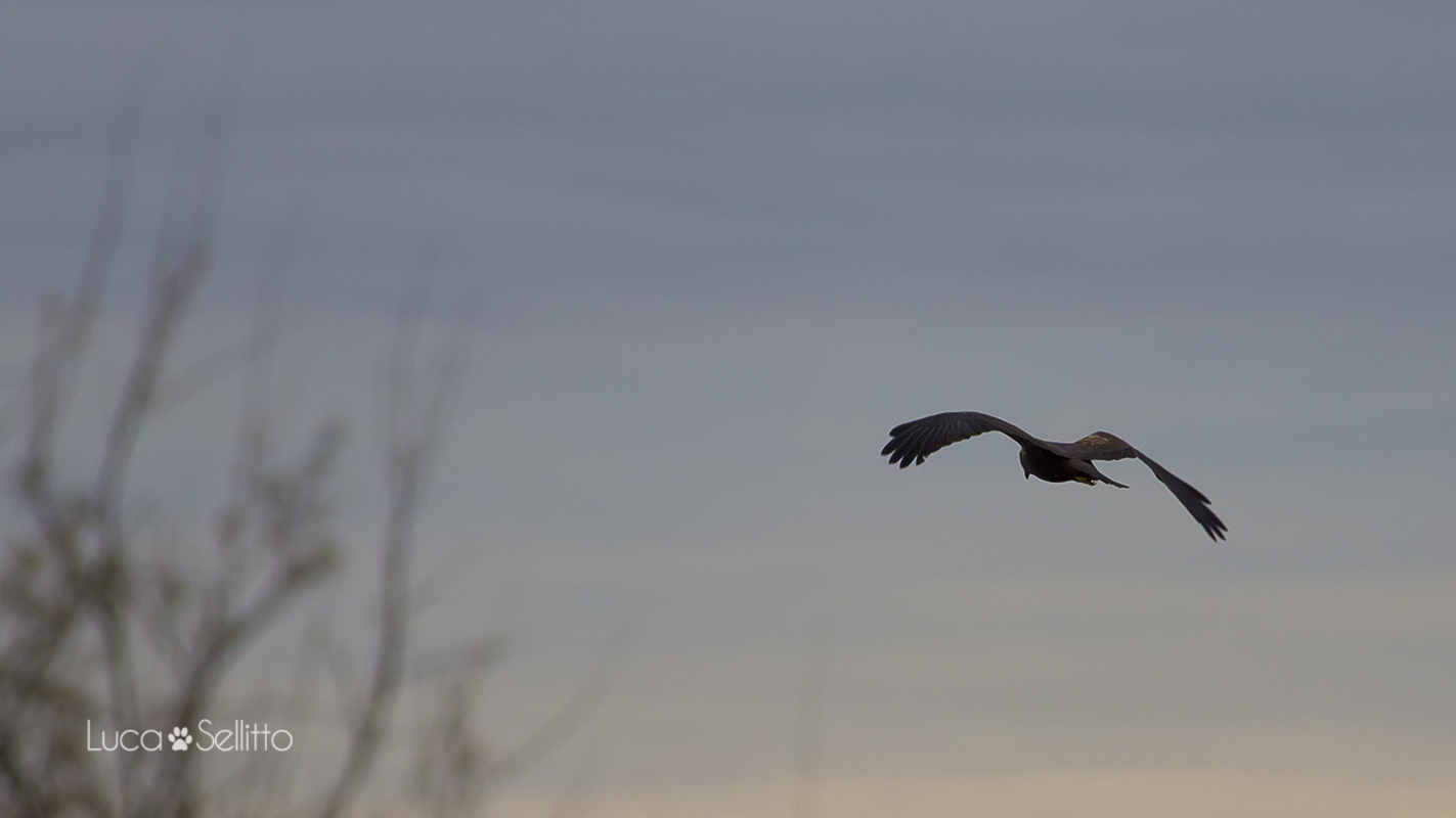 Marsh Harrier