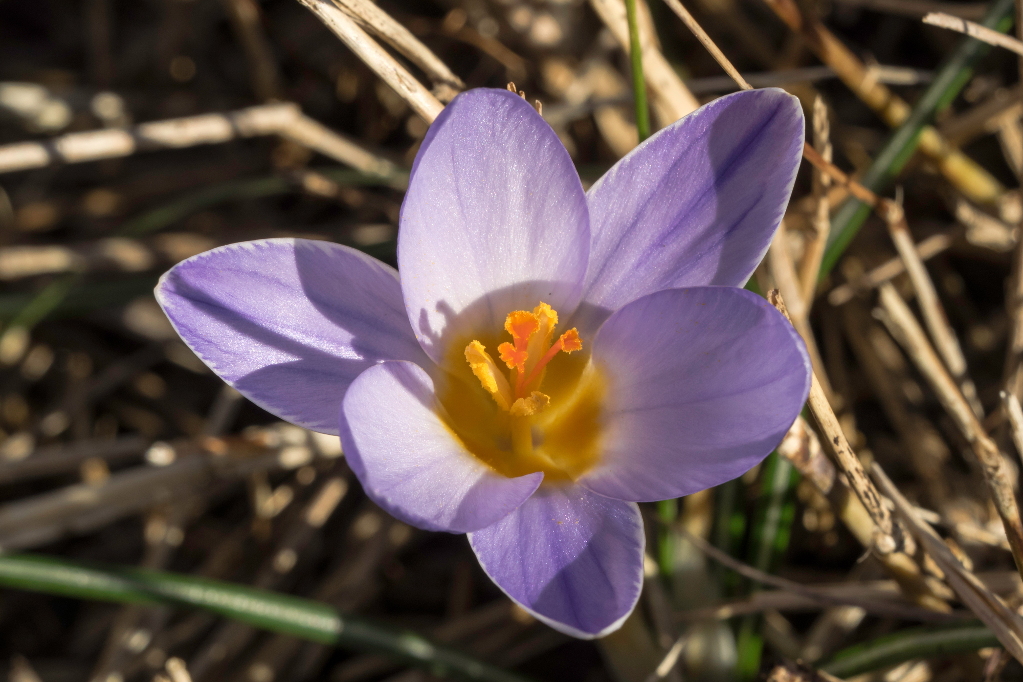 Crocus