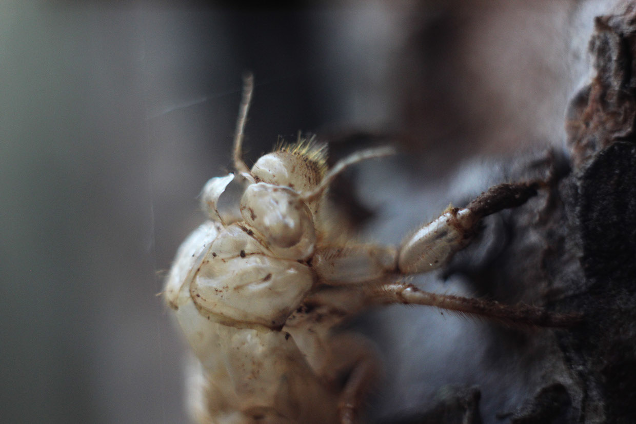 Molting cicada
