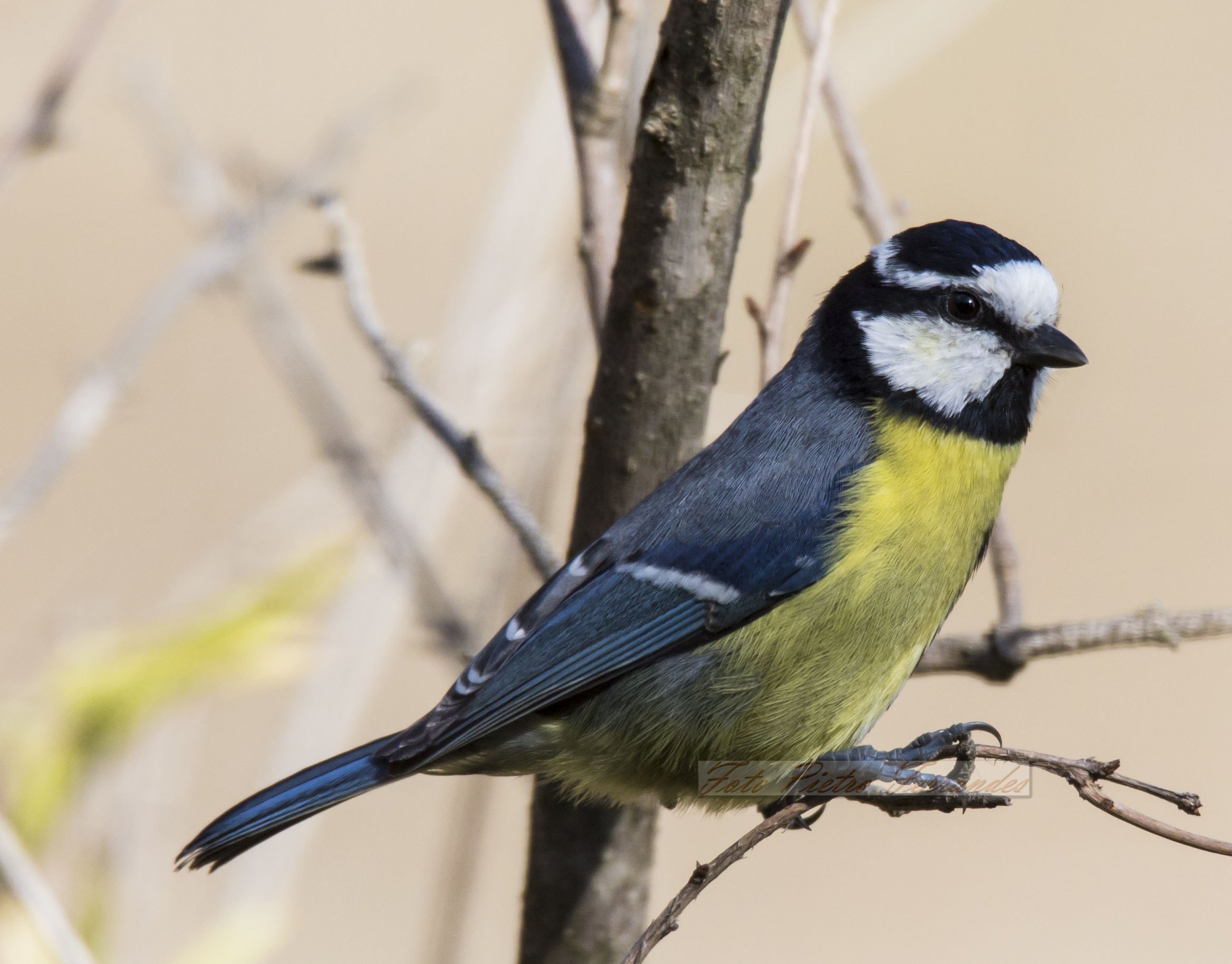 Cinciarella Algerina
