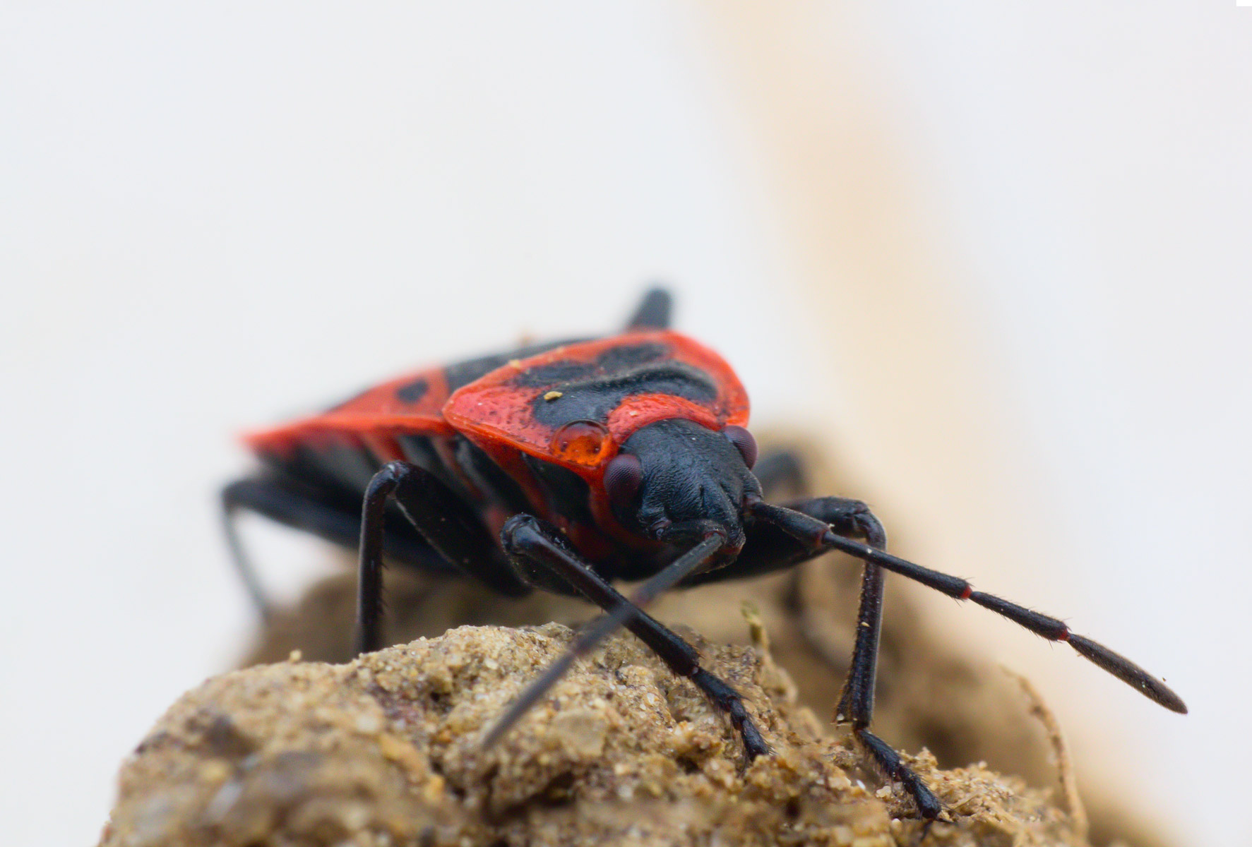 cimice rossonera (Pyrrhocoris apterus)