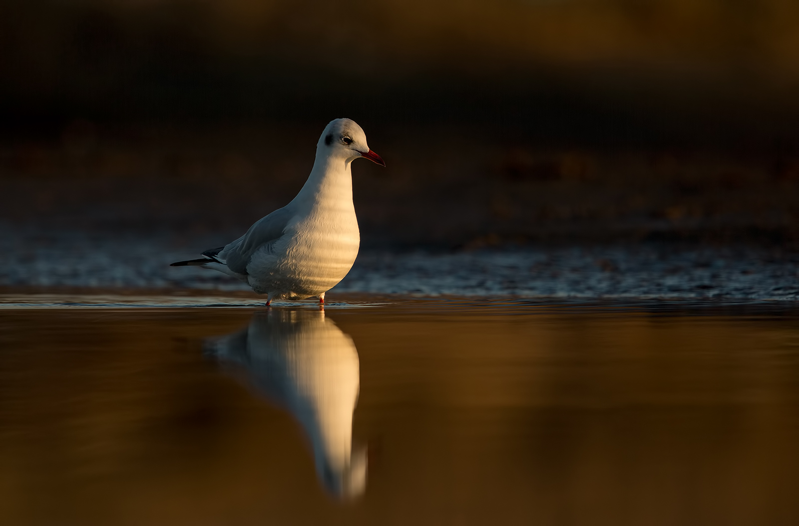 Headed Gull