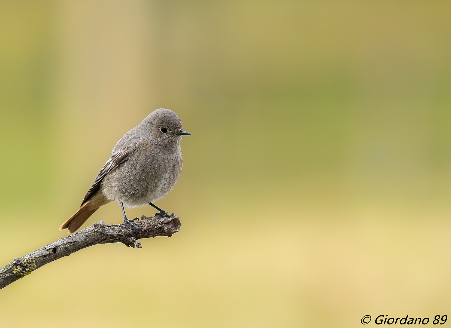 Young's Redstart