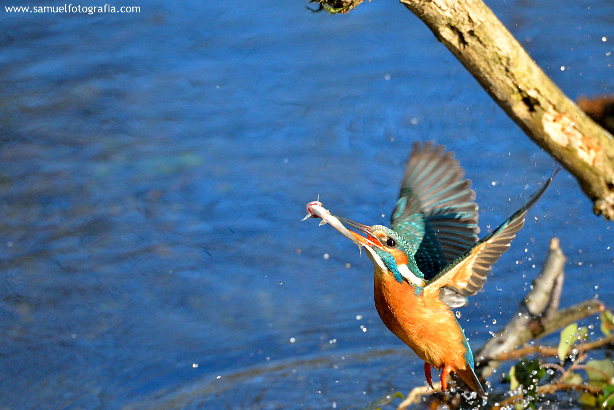 In volo con il pesce