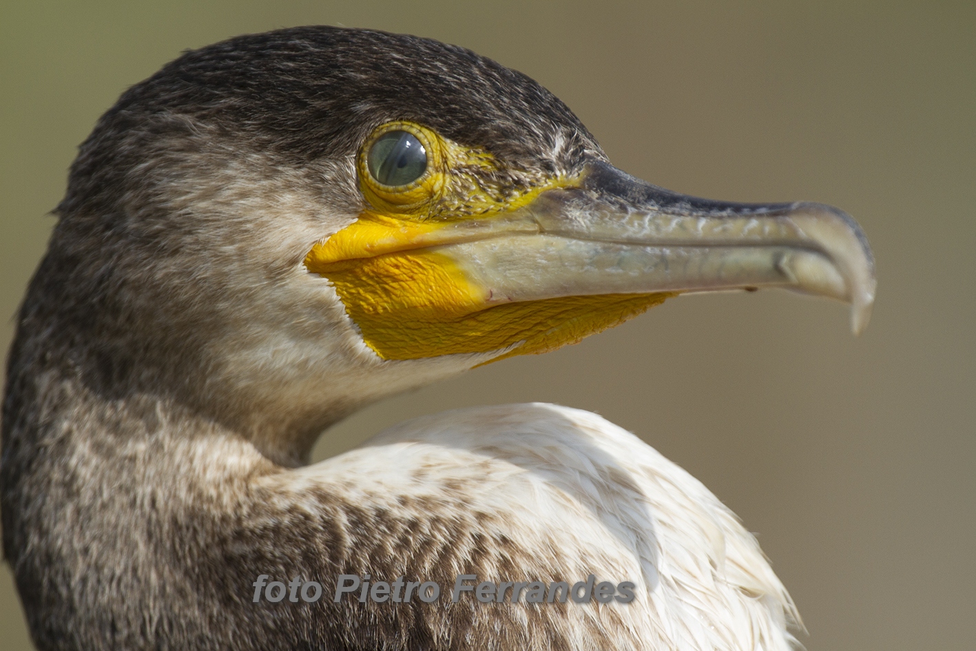 Cormorano