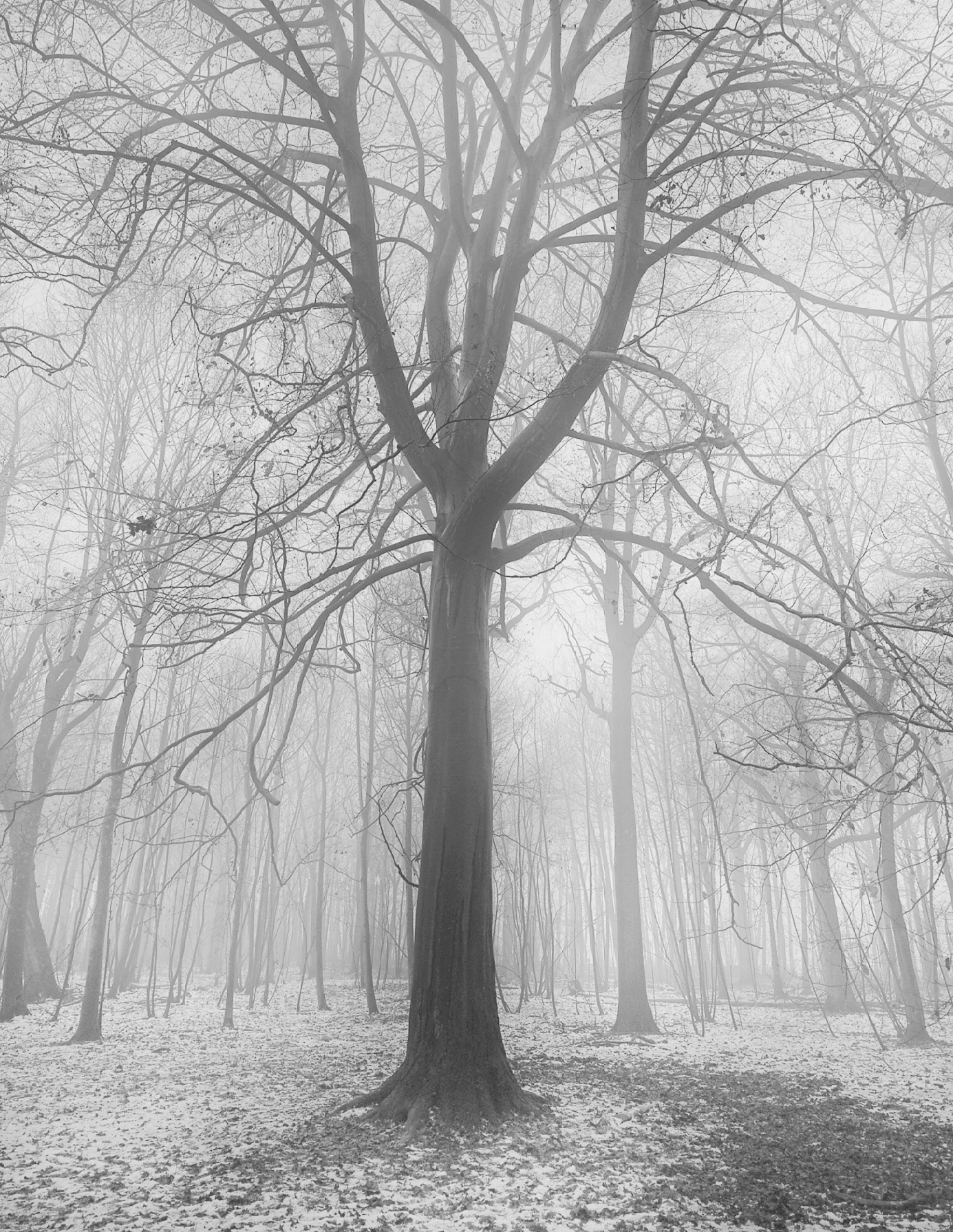 Tree in the fog, Parc de la Serna