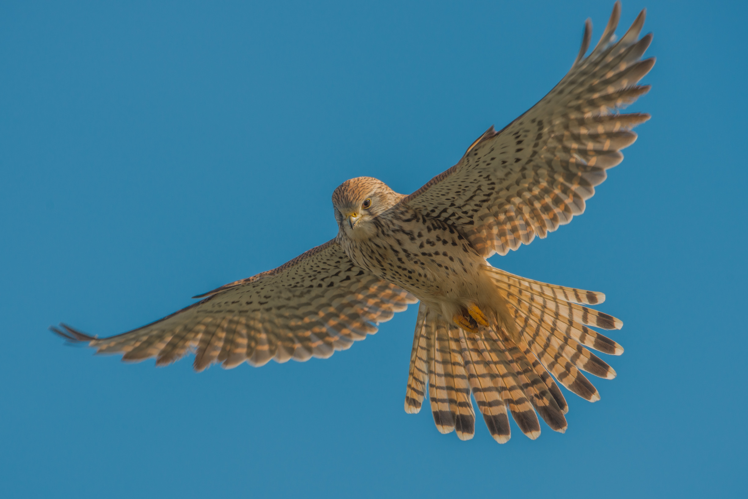 Gheppio in Spirito Santo