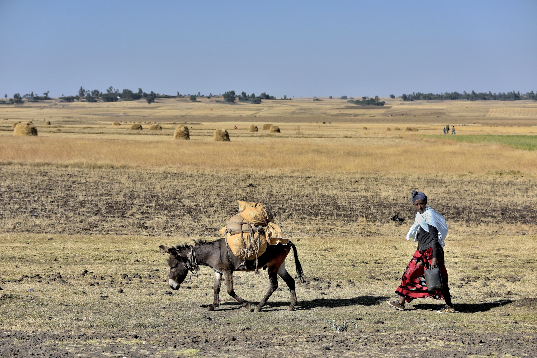 Etiopia 2015 - Contadina Amara