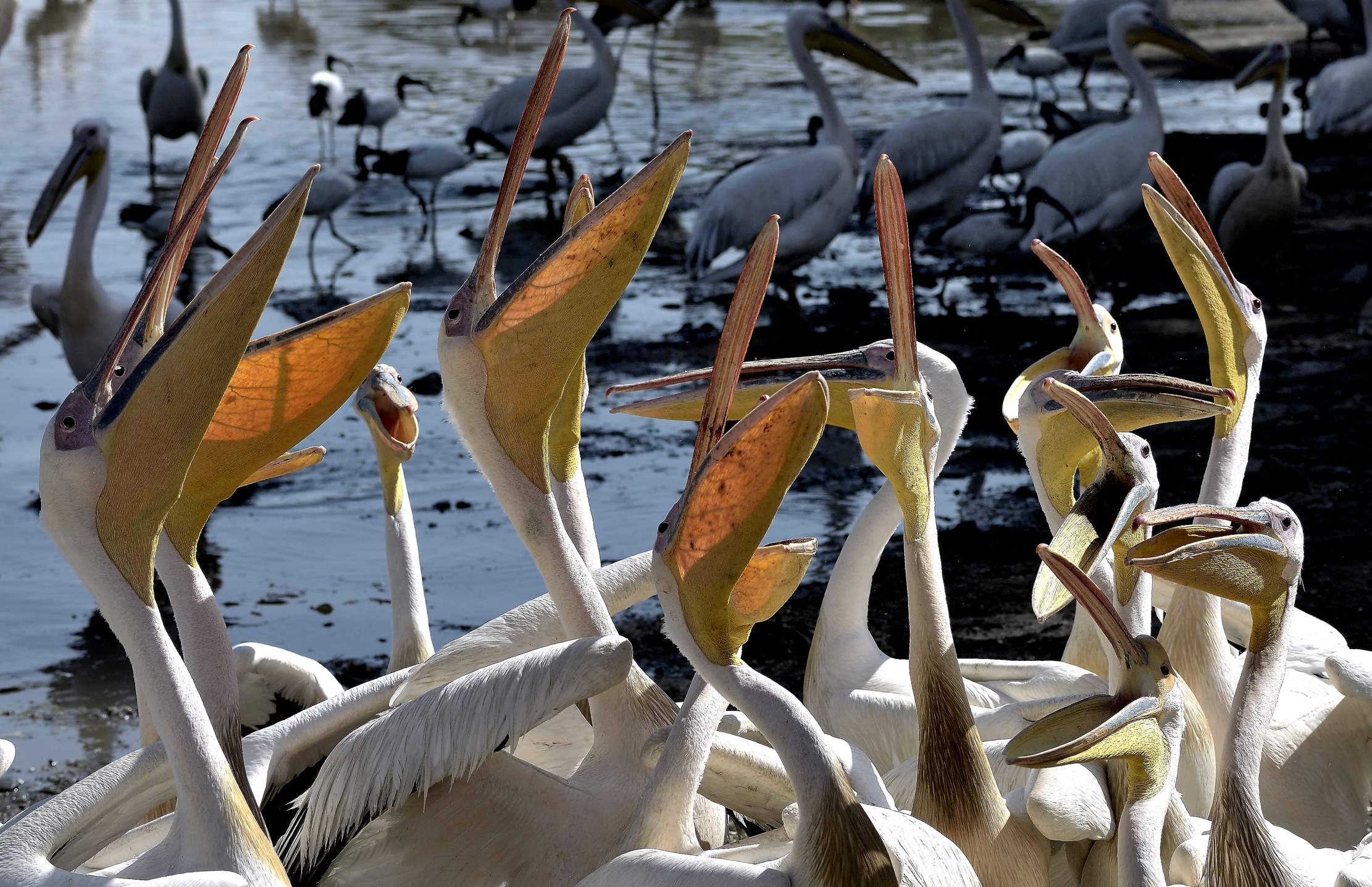 Etiopia 2015 - Pellicani sul lago Zwai