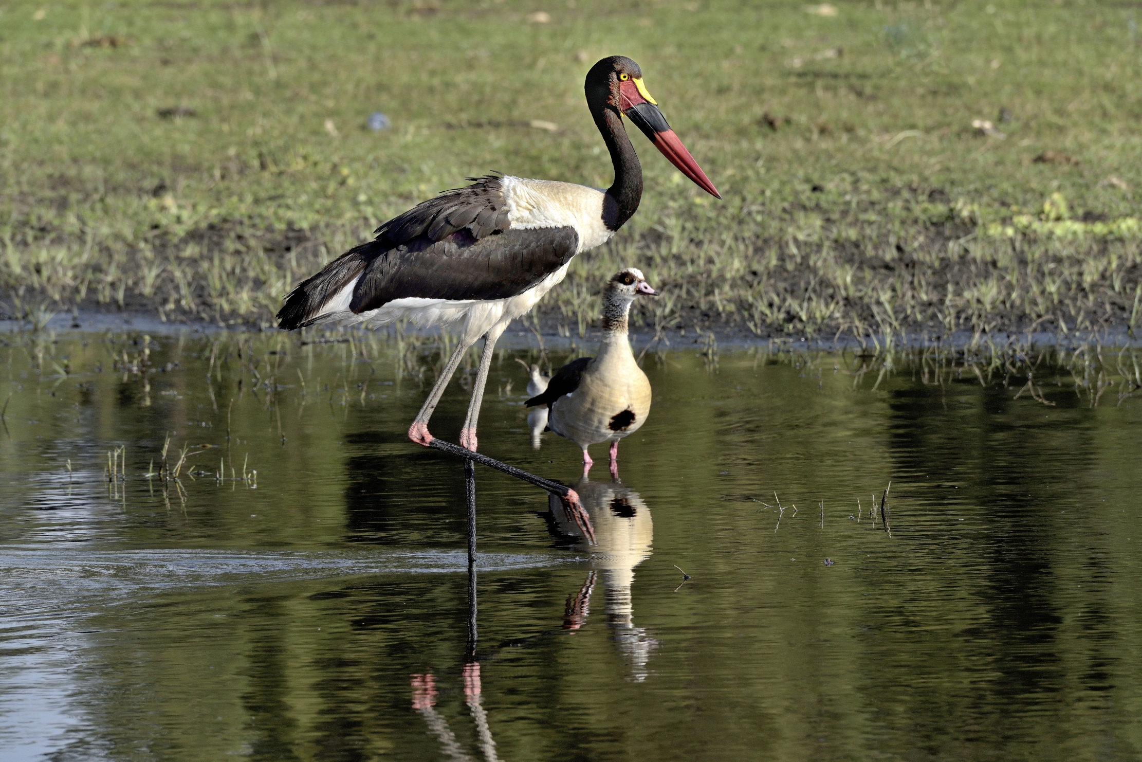 Etiopia 2015 - Sul lago Hawassa