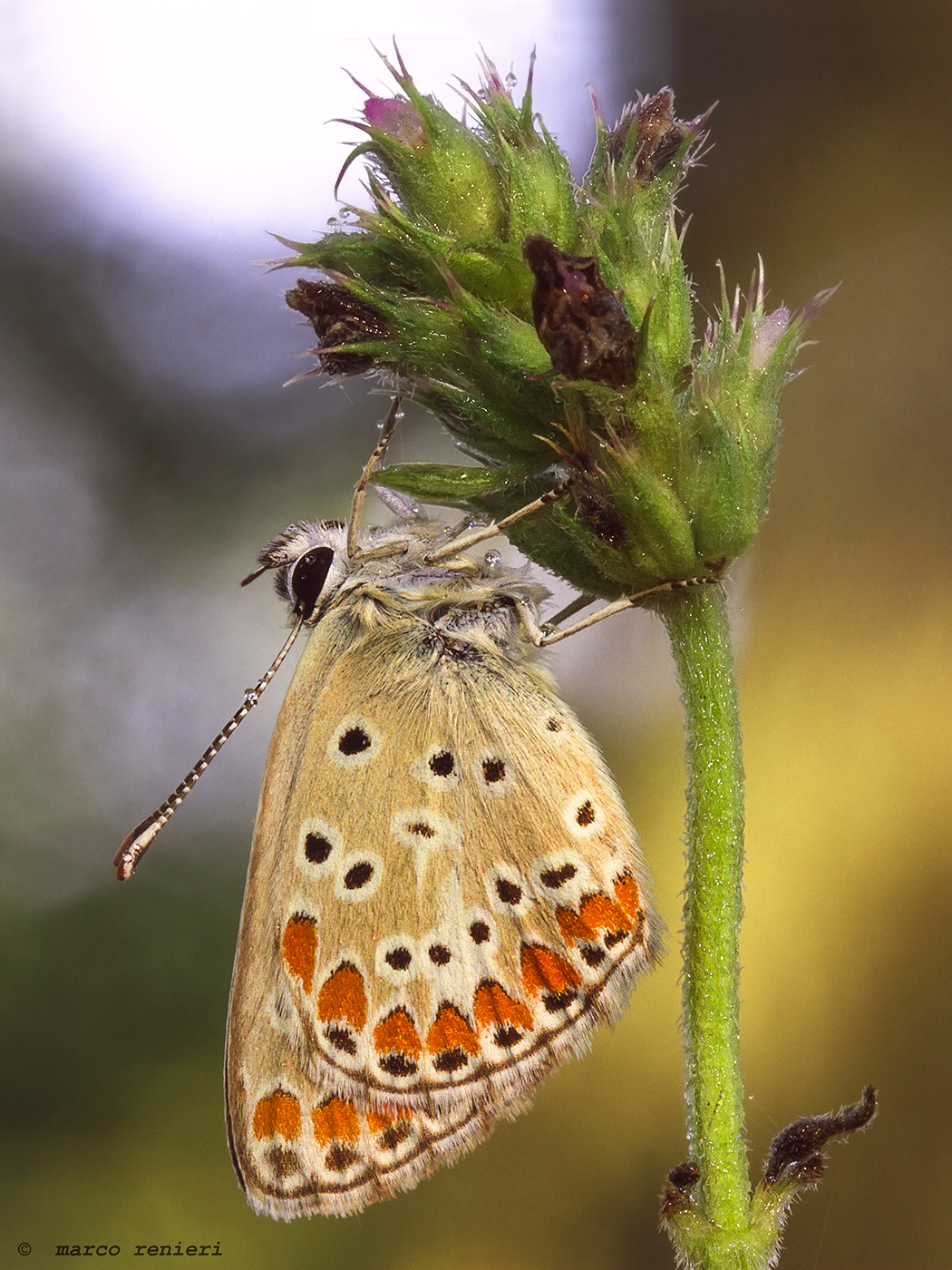 Polyommatus icarus
