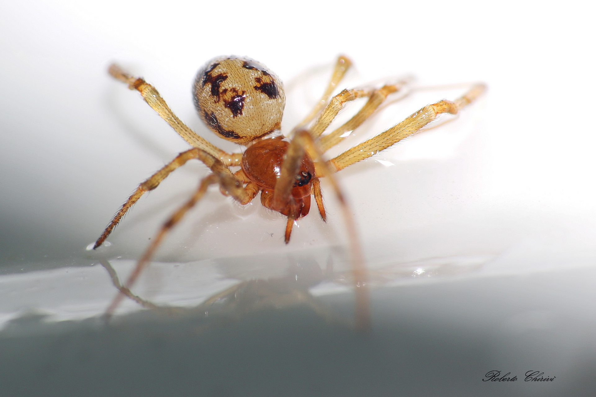 Steatoda Triangulosa