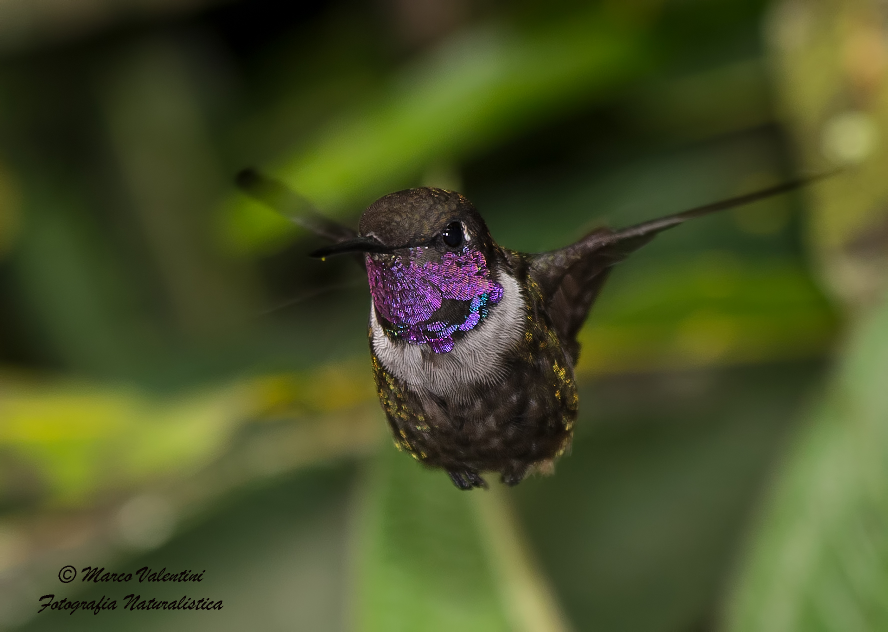 Hummingbird curious - 2