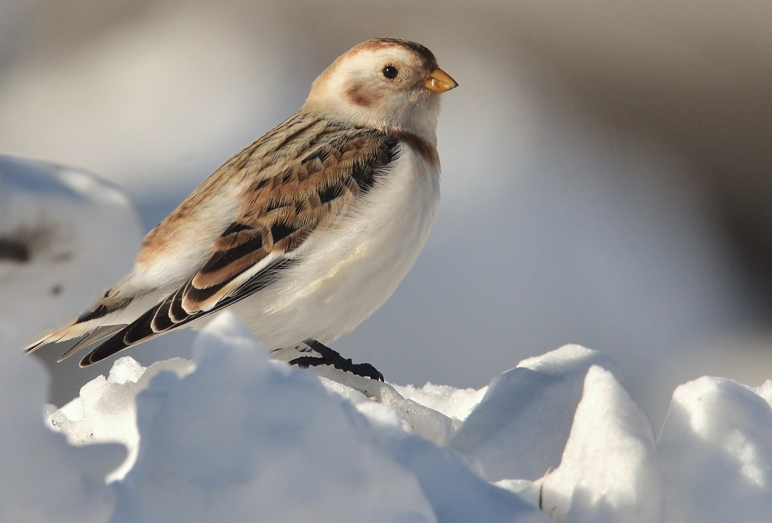 Snow Bunting