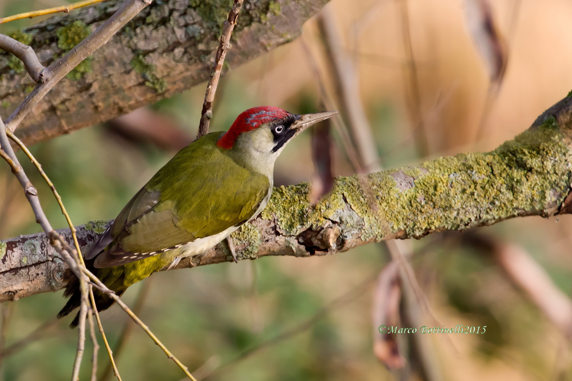 Dalla solita finestra di casa: eccola ancora lei
