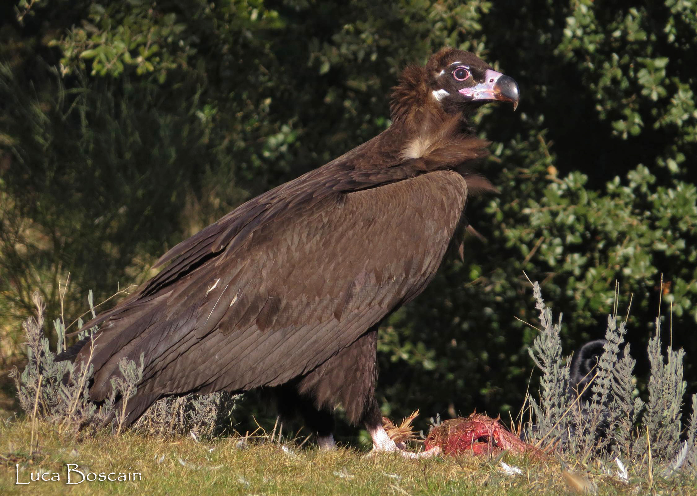 Vulture monaco
