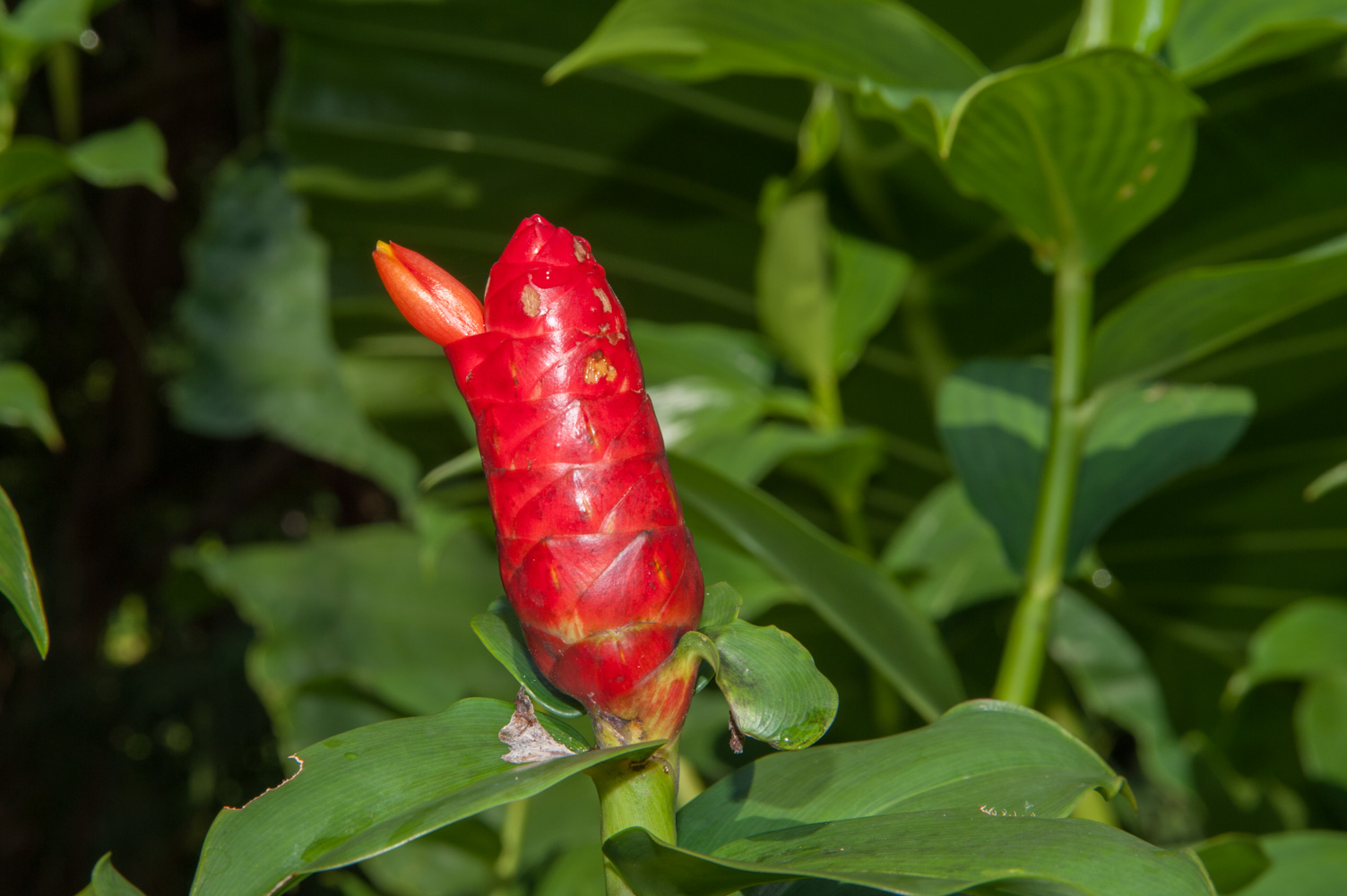 costus woodsonii