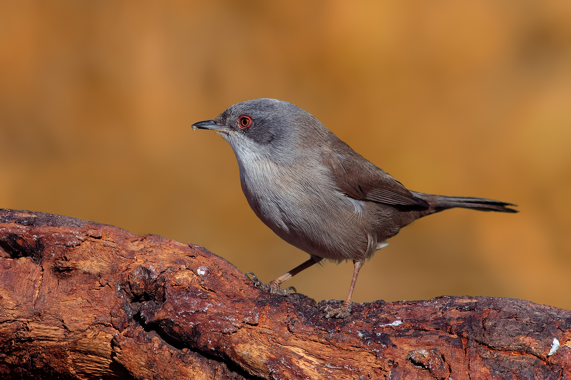 Ii 7D ... first shots 2nd