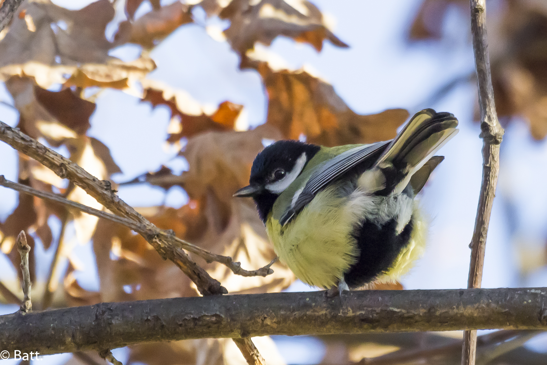 Cinciaallegra chilled