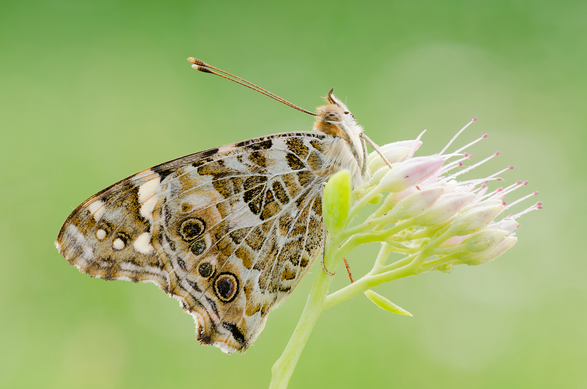 Vanessa cardui