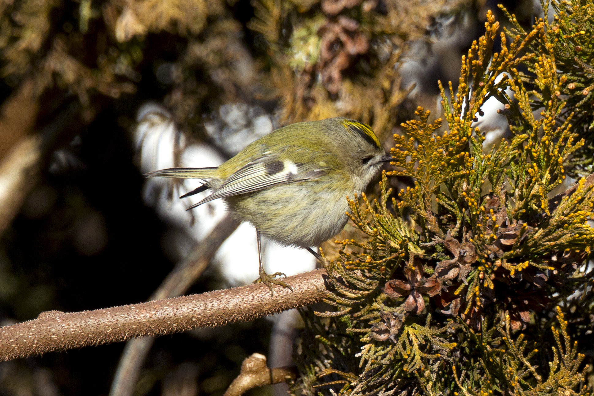 fioraccino cutout 100% canon 300 2 / 8LL + ex2xlll