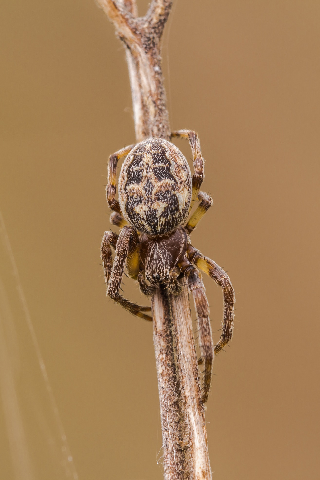 Larinioides sclopetarius