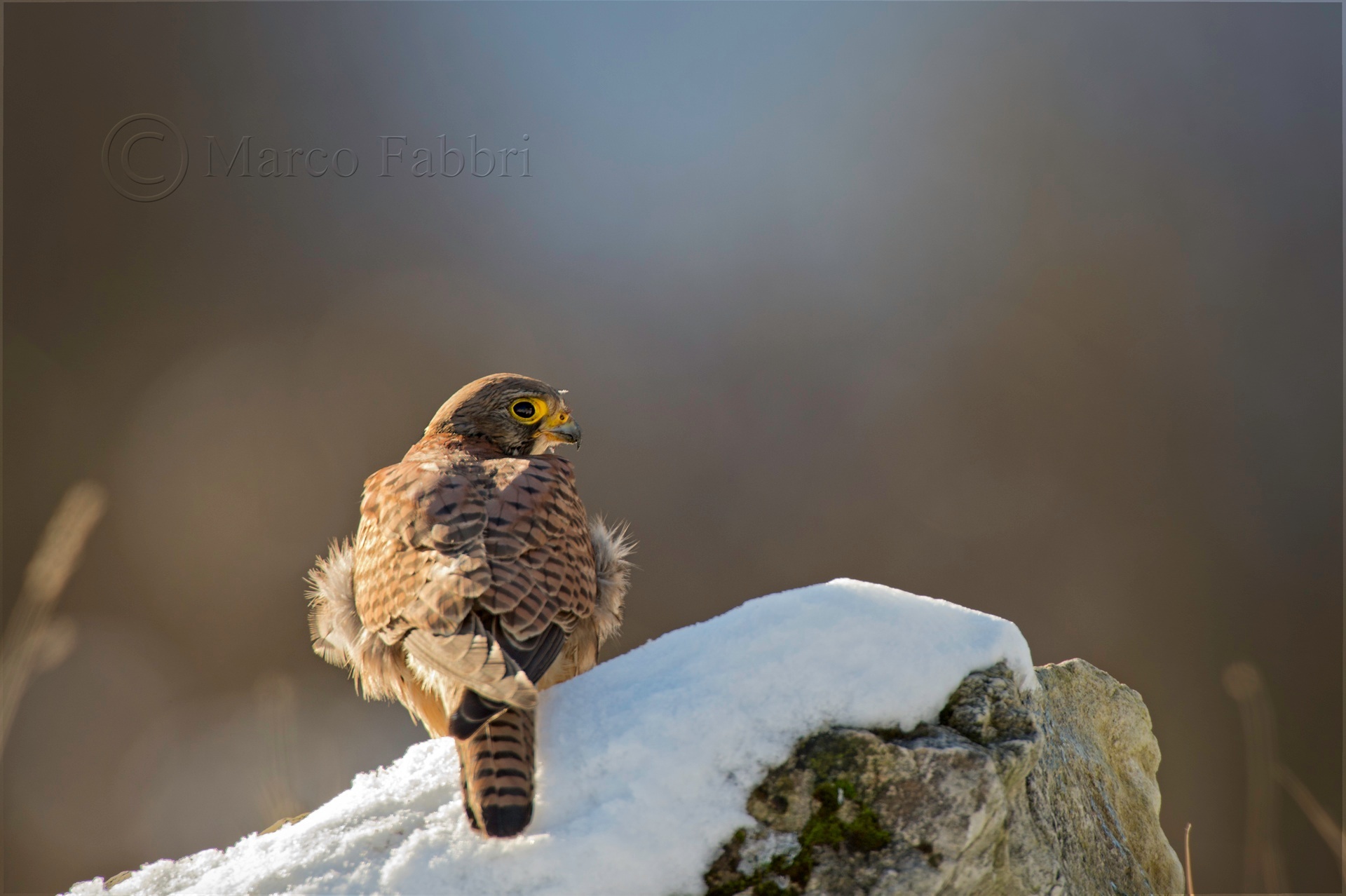 Kestrel