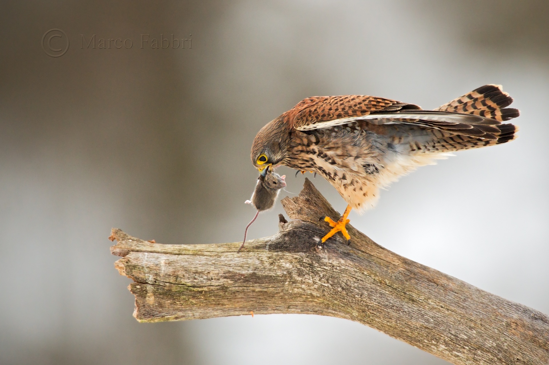 The Kestrel and mouse