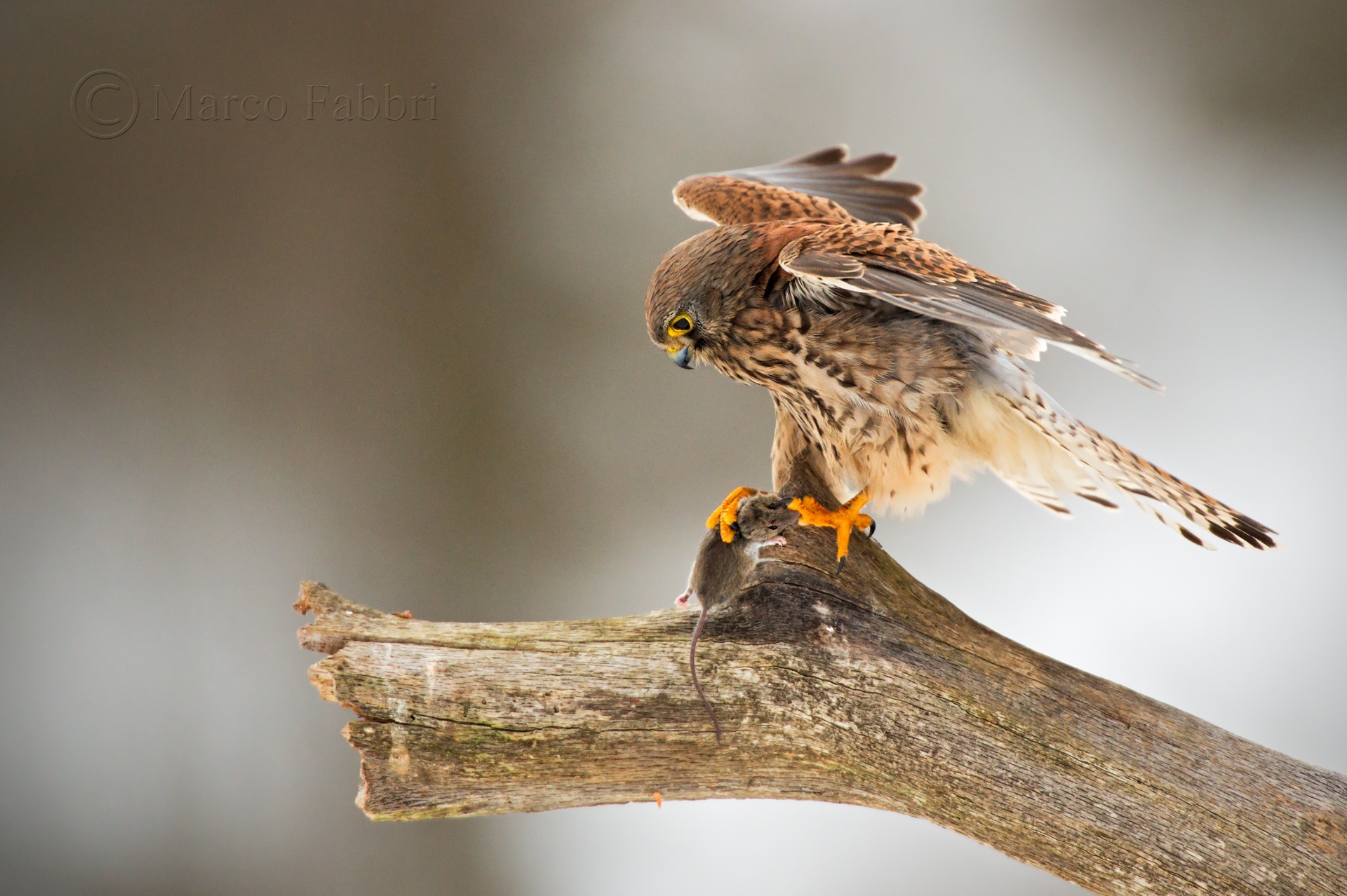 The Kestrel and mouse 2