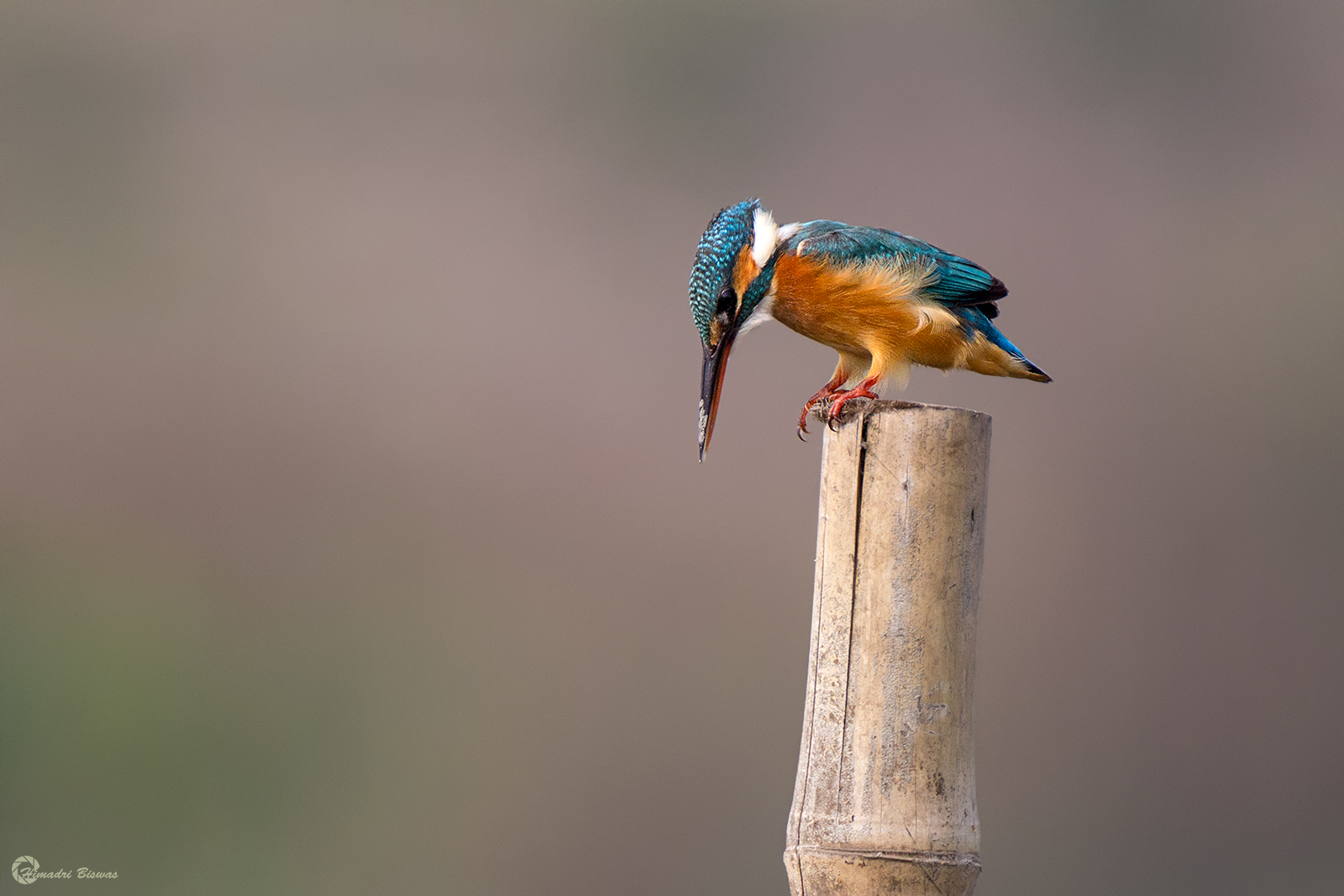 Common Kingfisher