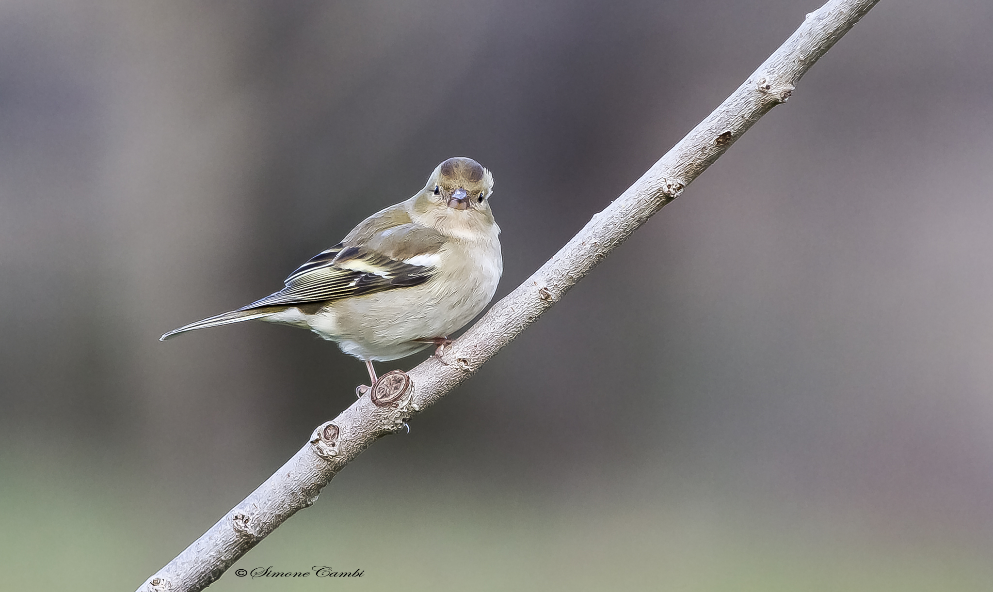 female finch