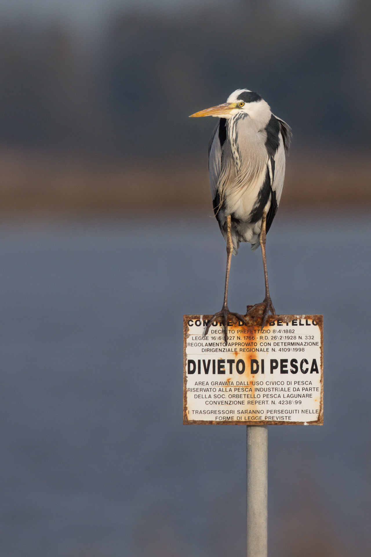 La legge è uguale per tutti... anche per lui!