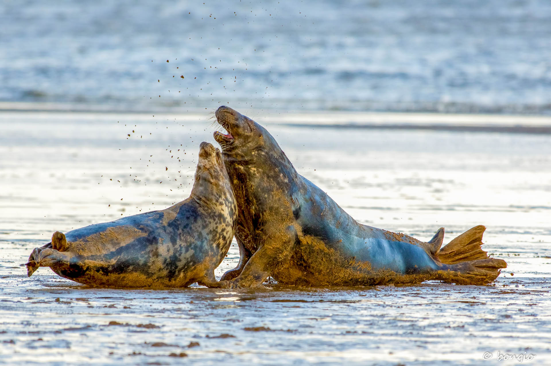 fight for the coupling